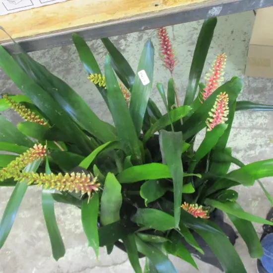 Bromiliads