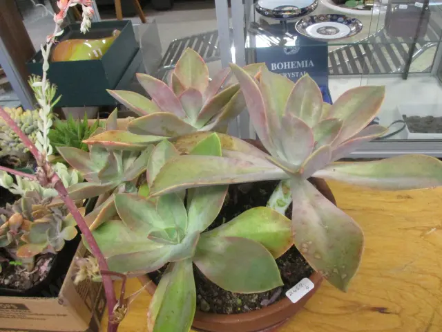 Succulent Image 1++