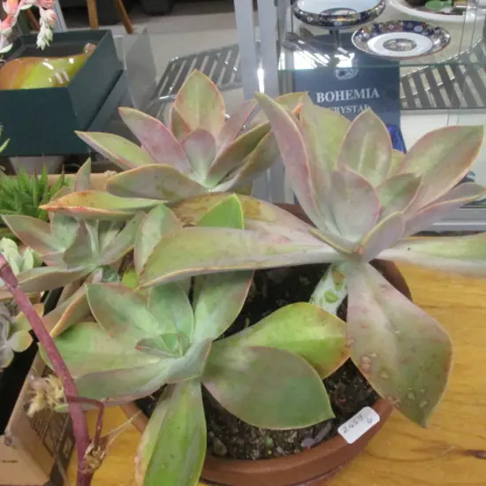 Succulent