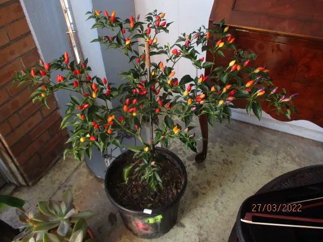 Chillie Plant Image 1++