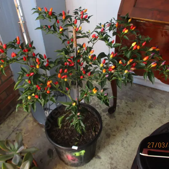 Chillie Plant