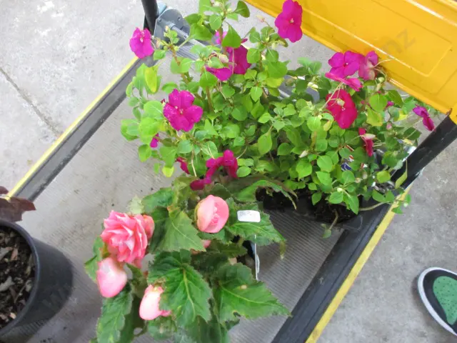 Plants Image 1++