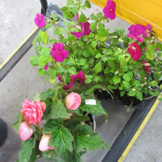 Plants