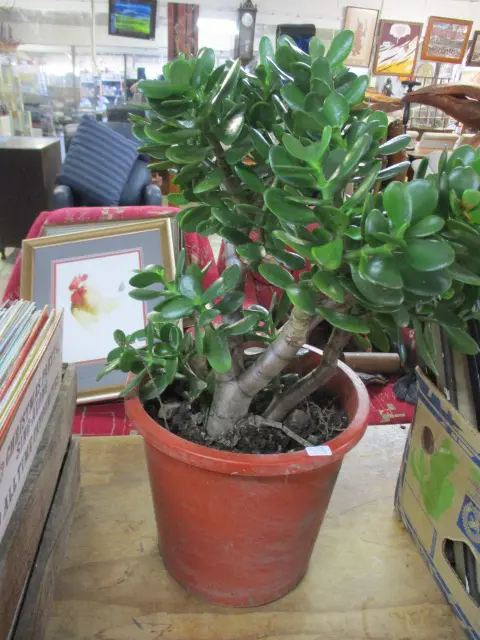 Plant Image 1++