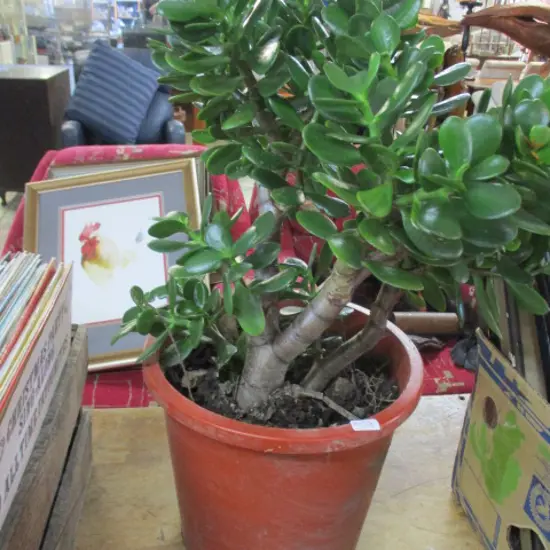 Plant