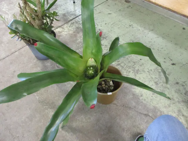 Plant Image 1++