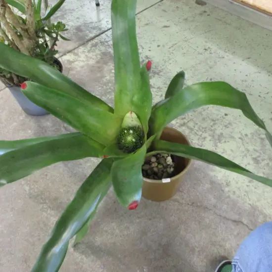 Plant