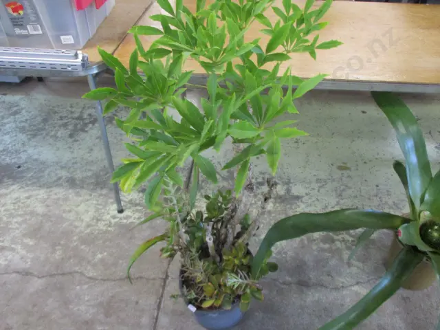 Plant Image 1++