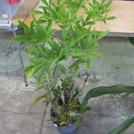 Plant