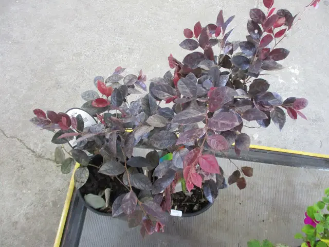 Plants Image 1++