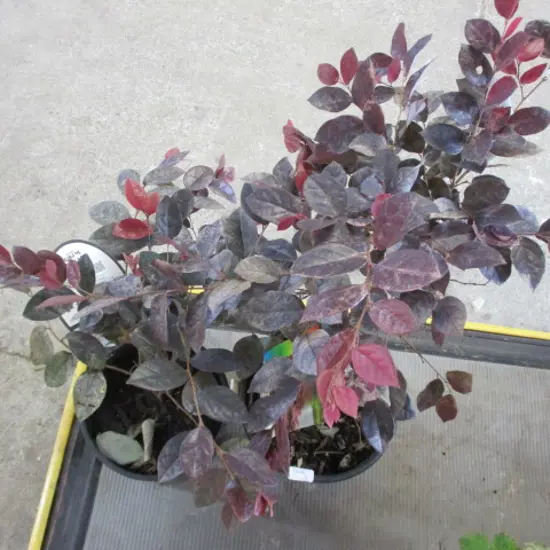 Plants