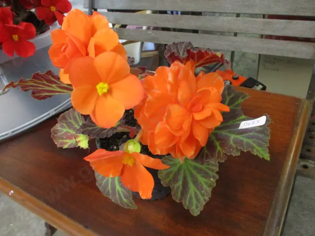 Begonia Image 1++