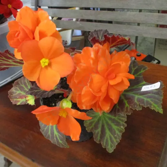 Begonia