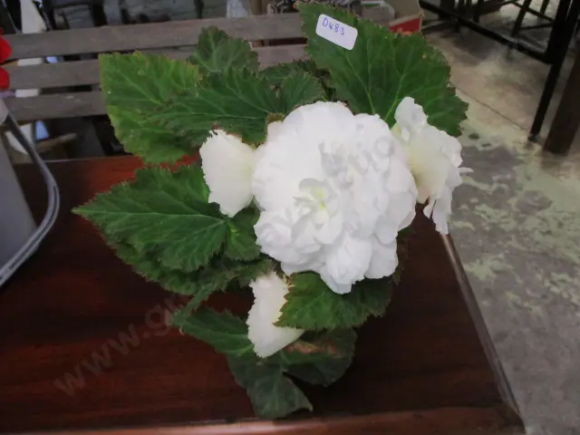 Begonia Image 1++