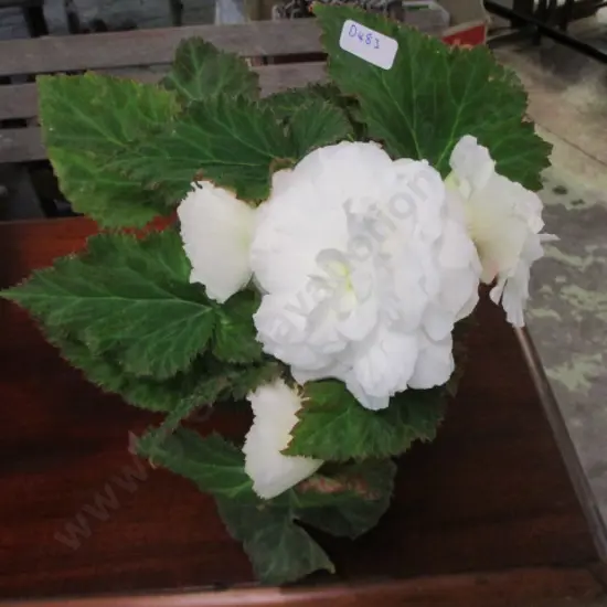 Begonia