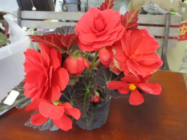 Begonia Image 1++