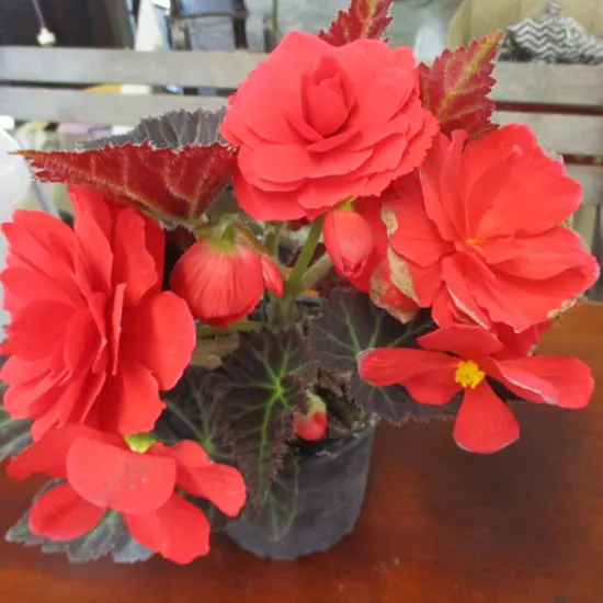 Begonia