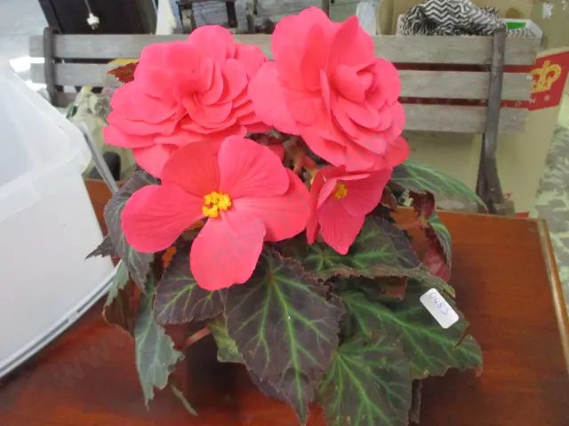 Begonia Image 1++