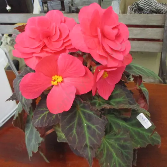 Begonia