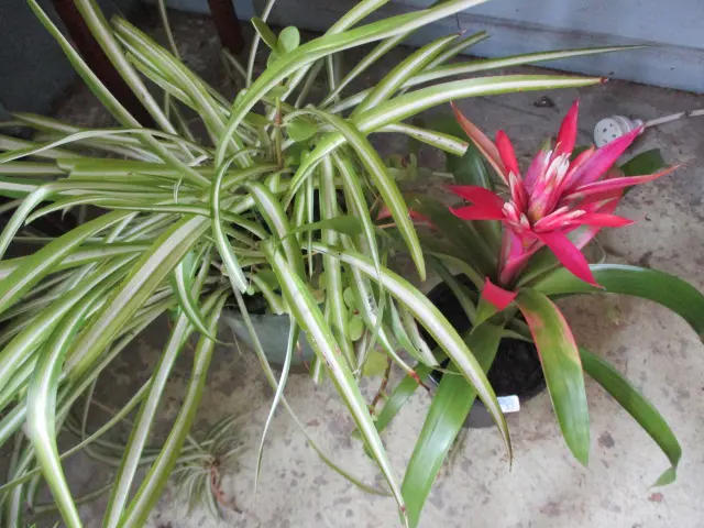 2 Plants Image 1++
