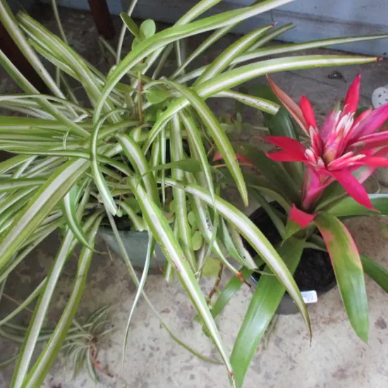 2 Plants