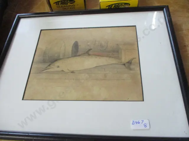 Framed Dolphin Image 1++