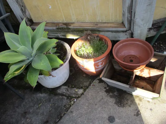 Plants Pots and Pans Image 1++