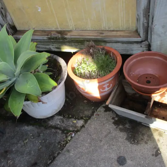Plants Pots and Pans