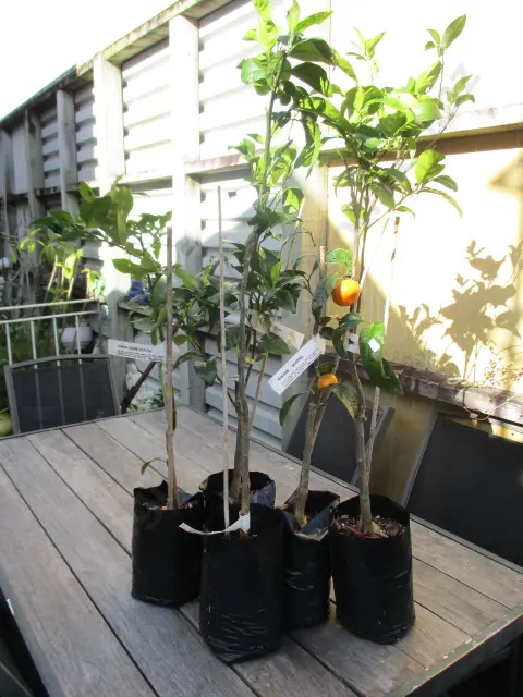Citrus Trees Image 1++