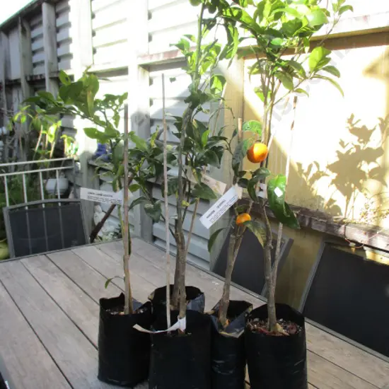 Citrus Trees
