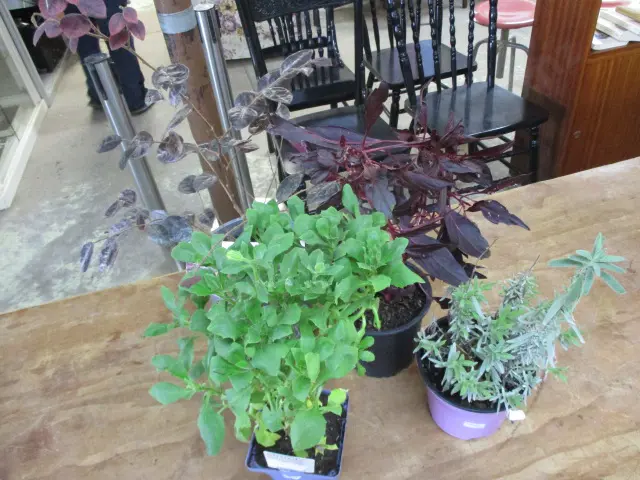 4 Plants Image 1++
