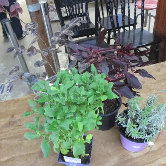 4 Plants