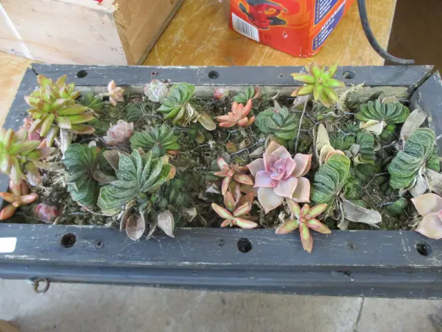 Succulants Image 1++