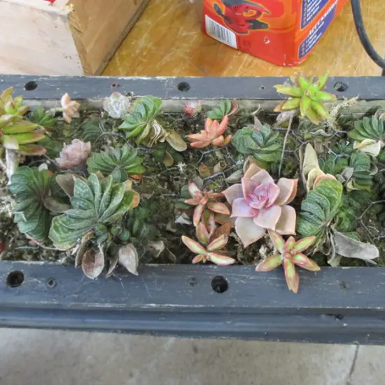 Succulants