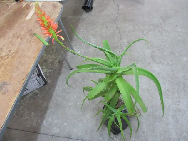 Plants Image 1++