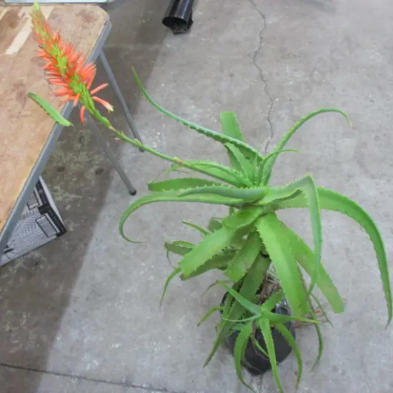 Plants