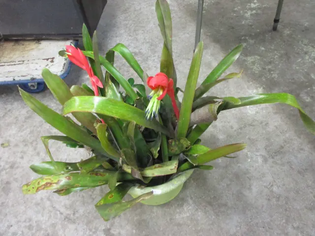 Plant Image 1++