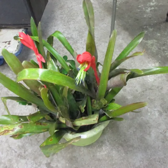 Plant