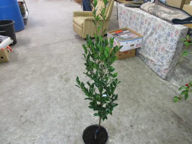 Plant Image 1++