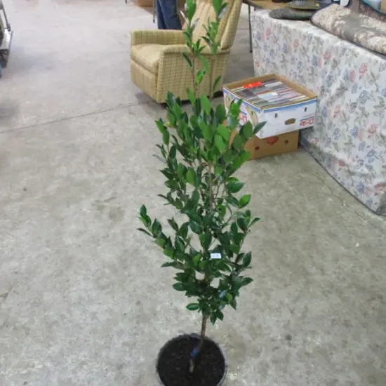 Plant