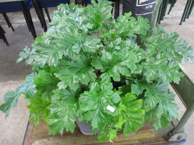 Plant Image 1++