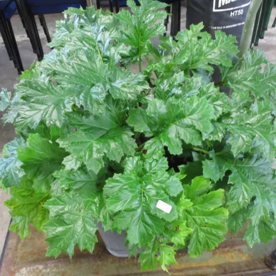 Plant