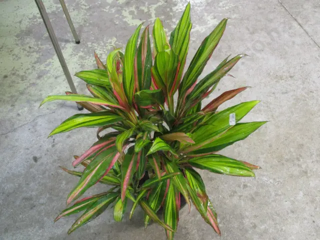 Plant Image 1++