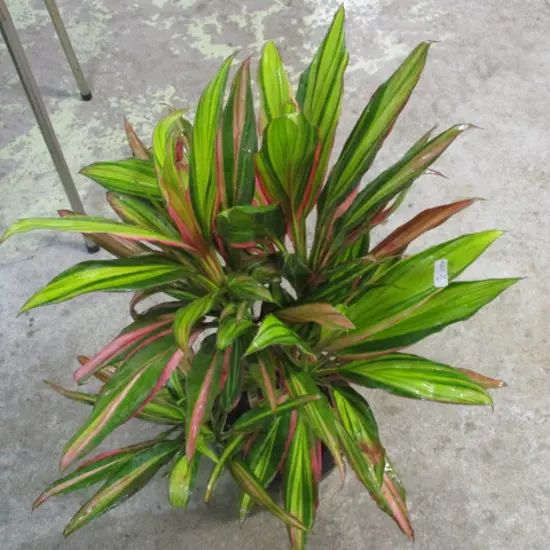 Plant