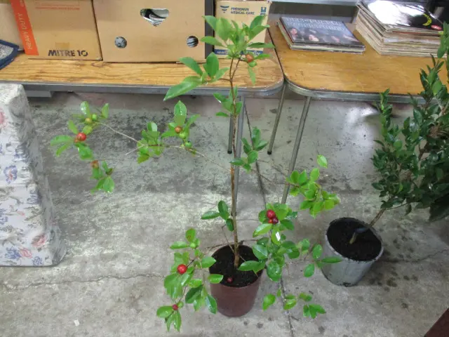 Plant Image 1++