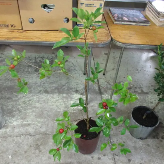 Plant