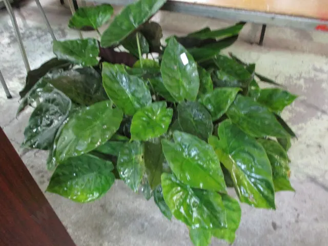 Plant Image 1++