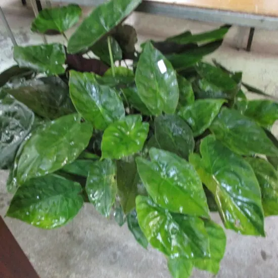 Plant