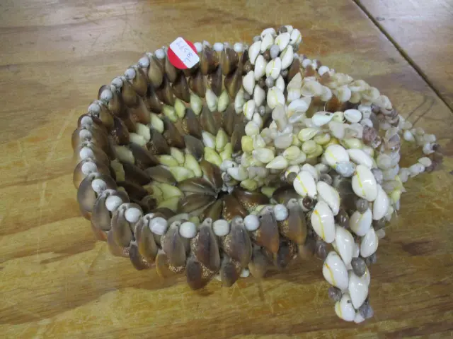 Shells Image 1++