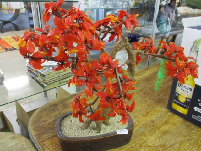 Jade Tree Image 1++